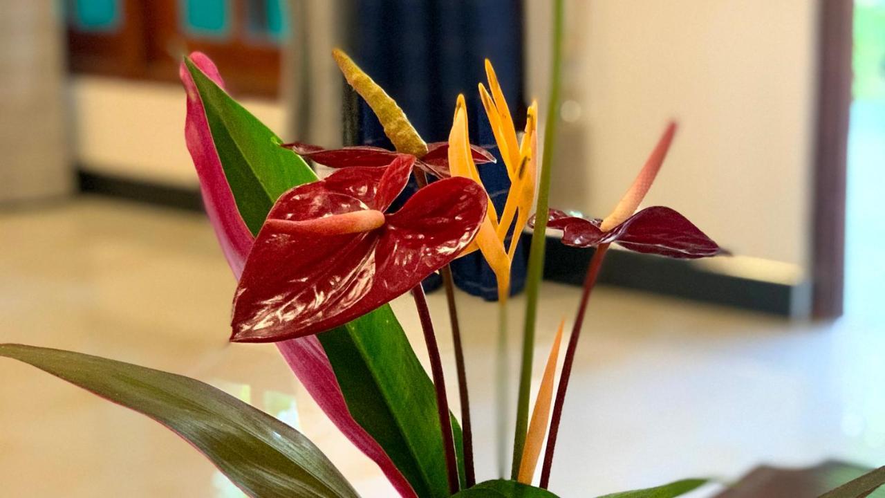 Sigiri Starwing Villa 锡吉里亚 外观 照片