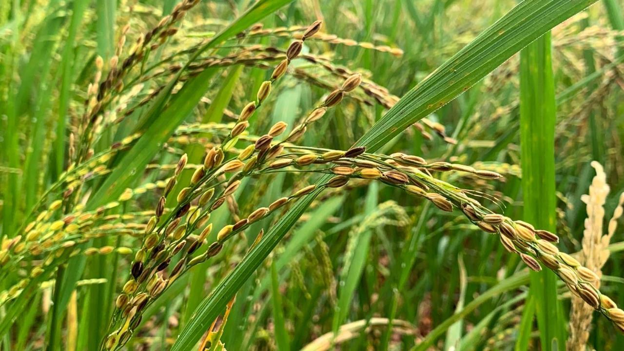 Sigiri Starwing Villa 锡吉里亚 外观 照片